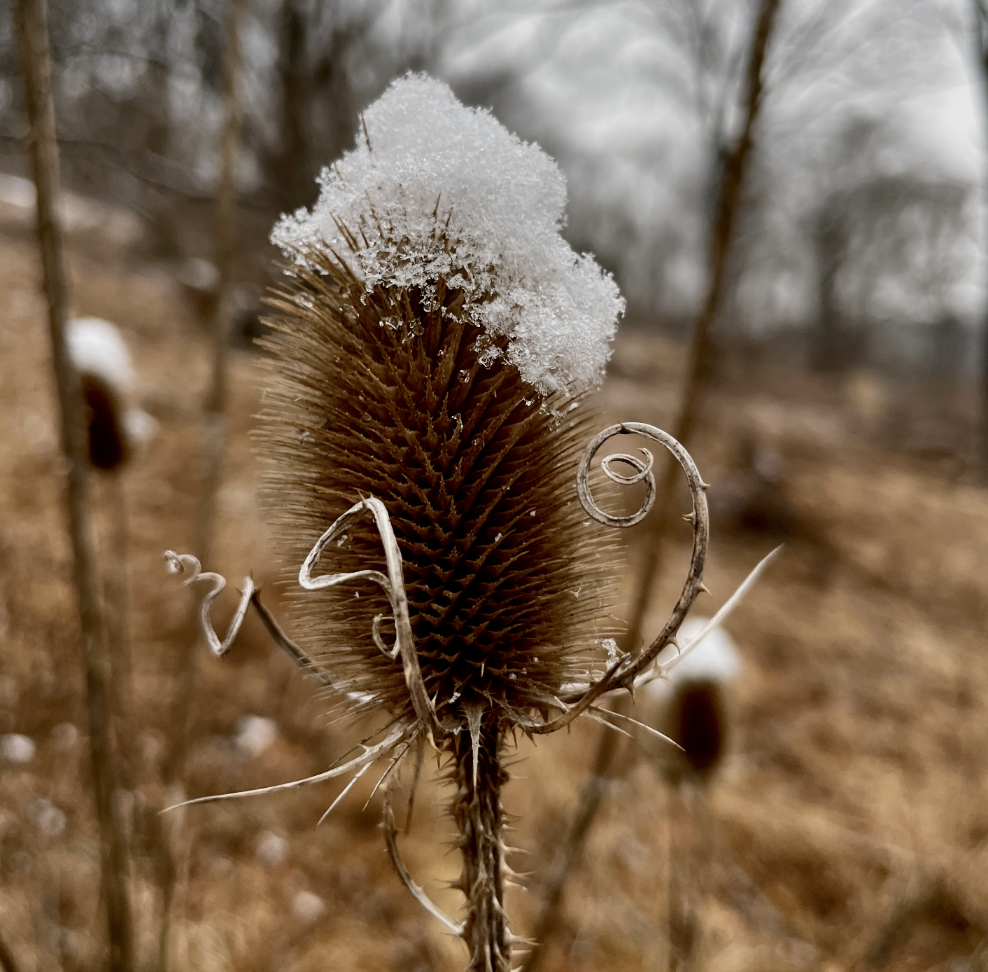 thistle in the winter seed pod